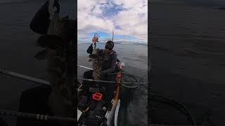 Blue Lingcod jigged on a kayak kayakfishing lingcod [upl. by Atsillak229]