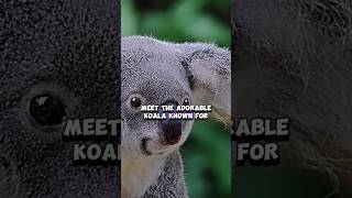 Discovering Koalas Australias Adorable Tree Huggers animals viral trending ytshorts [upl. by Eniluj]