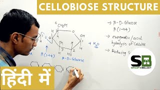 Cellobiose structure in Hindi [upl. by Joela]