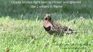 Colaptes auratus YELLOWSHAFTED FLICKER hasnt realized cicadas are food yet 9084704 [upl. by Nyliac117]