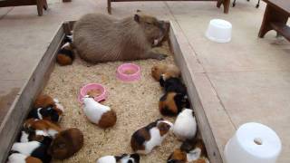 Capybara nap with Guineapigs カピバラとモルモットのごすい [upl. by Estes]