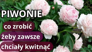 PIWONIE nie kwitły  zrób to koniecznie teraz błędy w uprawie piwonii [upl. by Etam]