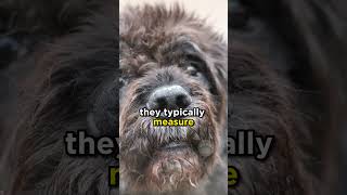 The Bouvier des Flandres from Belgium dogs [upl. by Helbonnah]