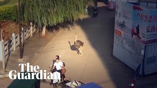 Ostrich on the loose sprints down busy streets in China [upl. by Akineg644]