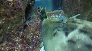 Planehead filefish laying eggs [upl. by Lenci751]