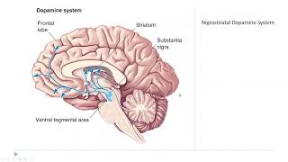 OSSM Neuro Chapter 15  The Diffuse Modulatory Systems [upl. by Kora]