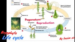 Pogonatum bsc botany first year paper first full life cycle sexual Reproduction by kazim sir [upl. by Beeck]