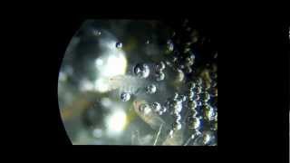 Copepods in hydrogen peroxide [upl. by Fredia]