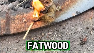 What is Fatwood [upl. by Lovel]