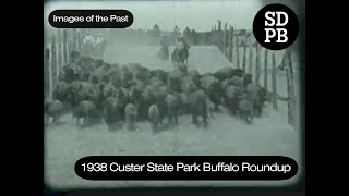 1938 Custer State Park Buffalo Roundup  Images of the Past [upl. by Anileba]