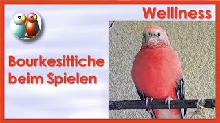 Bourkesittiche haben Spaß auf dem Kletterbaum 101 [upl. by Iek773]