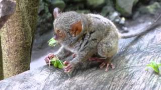 Tarsier eating lunch [upl. by Eelano951]