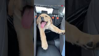 The CUTEST Backseat Driver Youll Ever See puppy shiba frenchbulldog goldenretriever [upl. by Ramad]