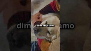 Scopri i Sorprendenti Benefici Psicologici di Avere un Cane che Ti Ama AmoreCanino BeneficiCani [upl. by Atirihs]