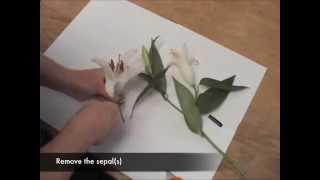 How to complete a Flower Dissectionby Dad [upl. by Garreth]