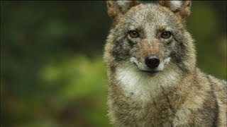 Meet the Coywolf A New Hybrid Carnivore Roams the City  MetroFocus [upl. by Kerekes329]