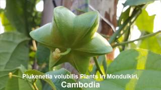 Plukenetia volubilis sacha inchi sacha peanut mountain or Inca peanu In Mondulkiri Cambodia [upl. by Salhcin]