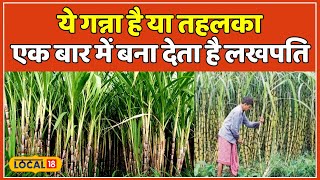 Sugarcane Farming Ganne ki Kheti से मचाया तहलका एक बीघा में 6 लाख की कमाई  local18 [upl. by Anileda116]