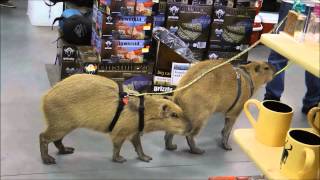 Capybaras Romeo and Tuffn Go Shopping カピバラロミオゴーショッピング [upl. by Boothman581]