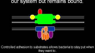 The Evolution of the Flagellum [upl. by Ninette315]