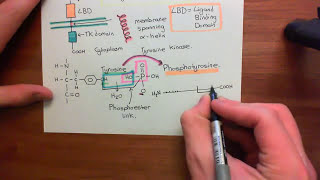 Receptor Tyrosine Kinases Part 1 [upl. by Alahcim]