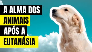 O que acontece com a ALMA DOS ANIMAIS após a EUTANÁSIA [upl. by Brose299]