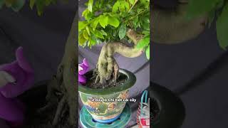 Mai Vàng Bonsai ghép Siêu Bông Bình Lợi  Sài Gòn  Q12 bonsai maivang maituquy leviet [upl. by Torto]