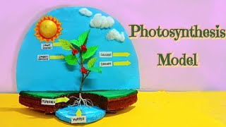 Photosynthesis model making  Photosynthesis 3D model for school science project [upl. by Otis]