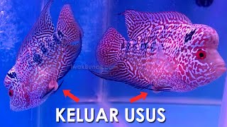 Usus Ikan Louhan Keluar Jangan Panik Dulu Ini Tata Cara Menyembuhkan Turun Bero pada Ikan Louhan [upl. by Adriena364]