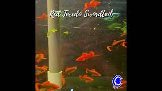 Red Tuxedo Swordtail [upl. by Olnek826]