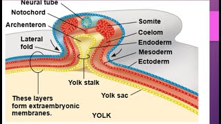 Development in chick embryocleavage morula blastula Gastrula notochord formation Neurulation [upl. by Symon]