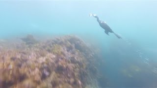 Black Cormorant bird diving for fish in Sydney Australia [upl. by Aivato912]