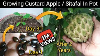 How To Grow Custard Apple  Sitafal  Sharifa In Pot From Seed With 2 Years Updates And Care Tips [upl. by Tremml]