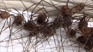 Daddy Long Legs Opiliones Harvestmen Oh My creepy spider like things clumped together [upl. by Yerhpmuh]