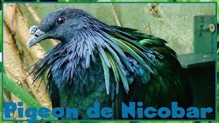 Caloenas nicobarica  Linnaeus 1758  Columbidae  Pigeon de Nicobar  082017 [upl. by Towroy191]