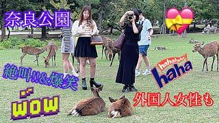 奈良の鹿みて笑顔がとまらない外国人観光客🥰奈良公園🦌日本の鹿 [upl. by Negriv]