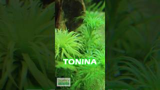 Tonina Belem Epic Looking Aquarium Plant [upl. by Gusta]