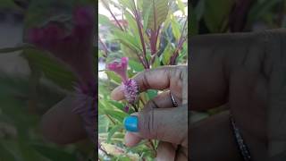 How to Grow and Care for Celosia plant  flower plants  shorts video ytviral [upl. by Nodnarb]