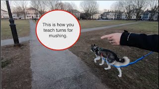 How to Train Mushing Commands [upl. by Feliks]