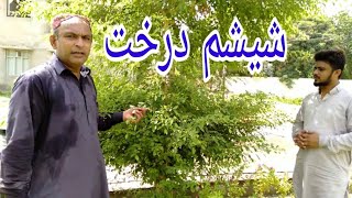 Shisham tree Tali tree Sheesham Tree 2021Rafique Soomro ShajarDost [upl. by Manson]