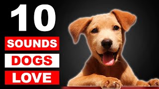 Top 10 Sounds Dogs Love To Hear The Most GUARANTEED [upl. by Mann]