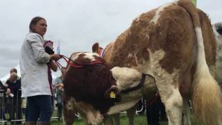 Tullamore show parade of champions [upl. by Bainter]