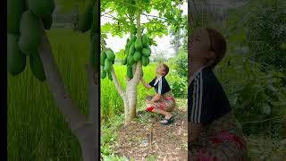 รถน้ำดกมากมะละกอ🤣 Give papaya juice Papayas are very plentiful haha funny shorts มะละกอ [upl. by Eibob]