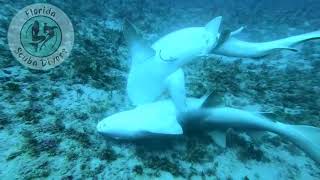 Never Seen In The WildNurse Shark Mating capture by local Florida Divers [upl. by Korns]