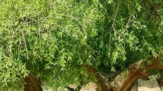 Salvadora tree पीलू जाल मिस्वाक miswak at aravali foothill sikar rajasthan [upl. by Daht750]