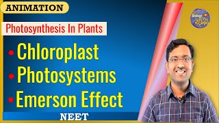 Chloroplast Photosystems and Emerson effect I NEET I Dr Kunal Tatte KT [upl. by Bethina931]