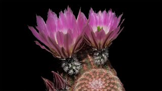 Echinocereus pectinatus Mexico Durango Rodeo  Las Nieves [upl. by Hyacintha]