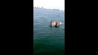 Tiger shark eats Manatee off Marco island fl [upl. by Yehs670]