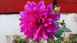 Care of Dahlia Plant English  How to Grow and Care Dahlia Plant [upl. by Ire201]