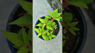 Repotting of celosia plant celosia celosiacare ytshorts shorts [upl. by Wilmott]